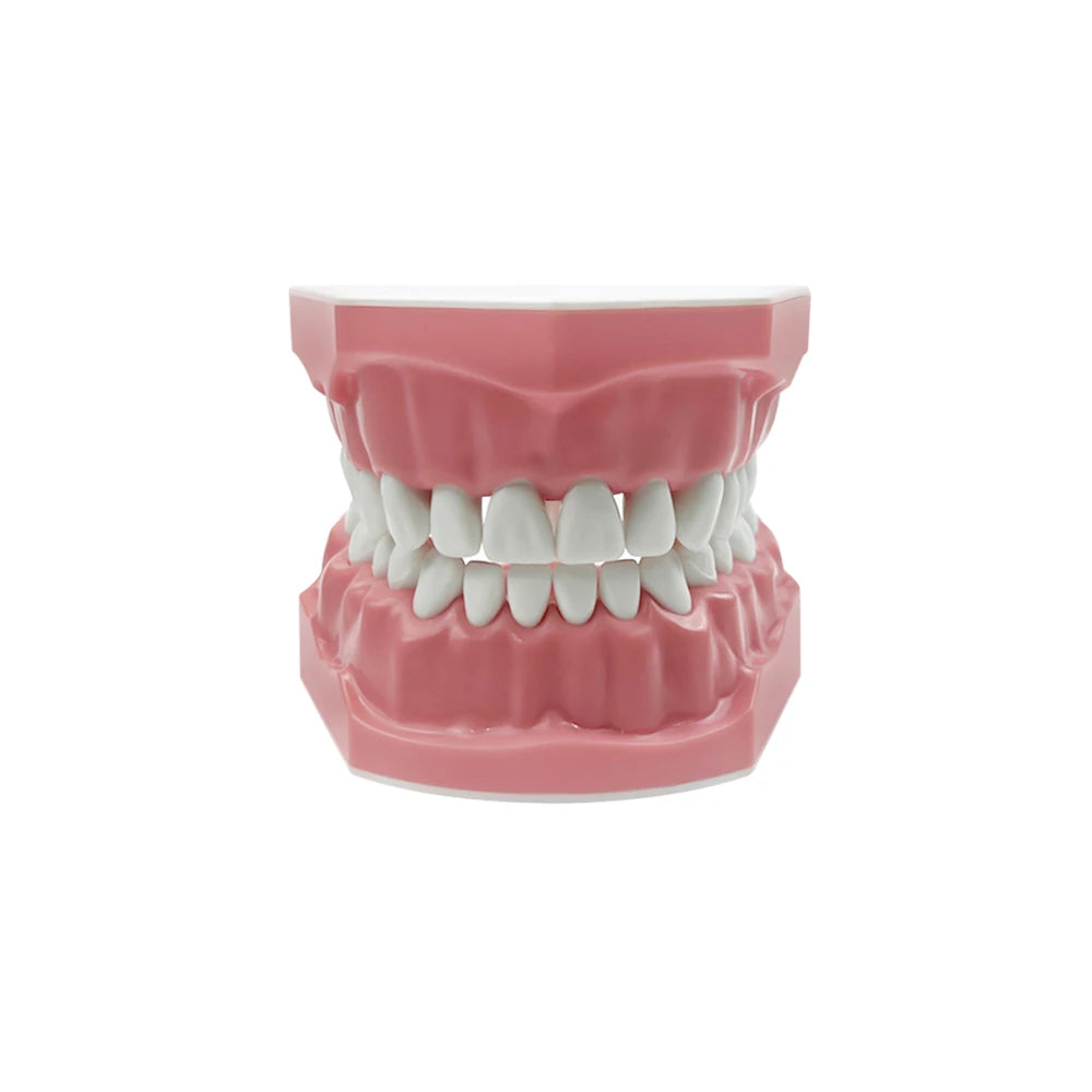 4D Human Teeth Model Dental Implant Dental Education Denture Model for Dentistry Laboratory Demo Studying Standard Dentistry Tool