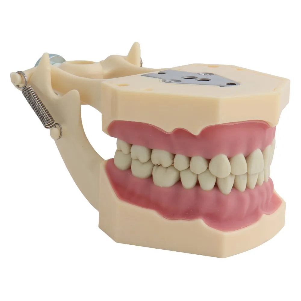 4D Human Teeth Model Dental Model Teeth Model Fit Frasaco Dental Teaching Model Standard Model with 32pcs Screw-in Teeths Demonstration