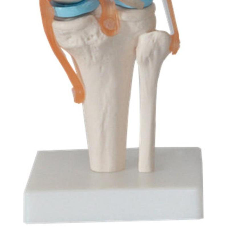 1:1 Lifesize Human Knee Joint 4D Medical instrument Human Anatomy Anatomical Model Science