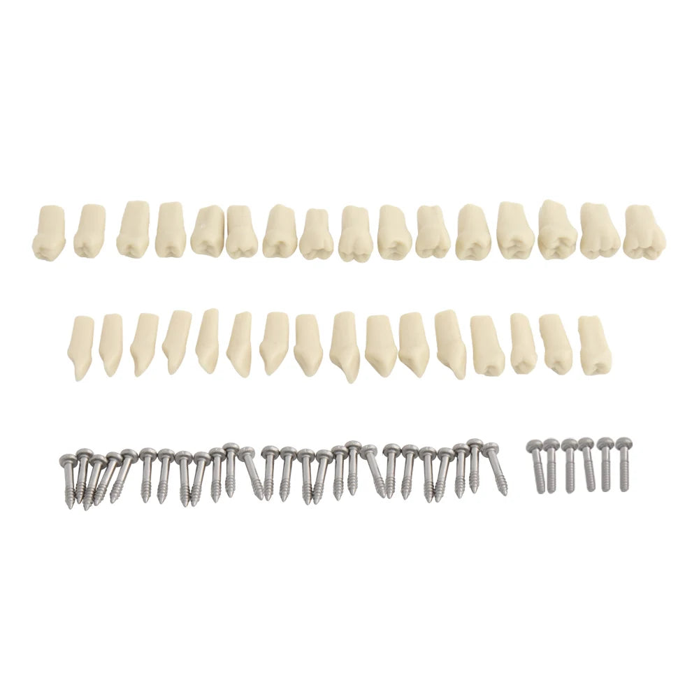 4D Human Teeth Model Dental Model Teeth Model Fit Frasaco Dental Teaching Model Standard Model with 32pcs Screw-in Teeths Demonstration