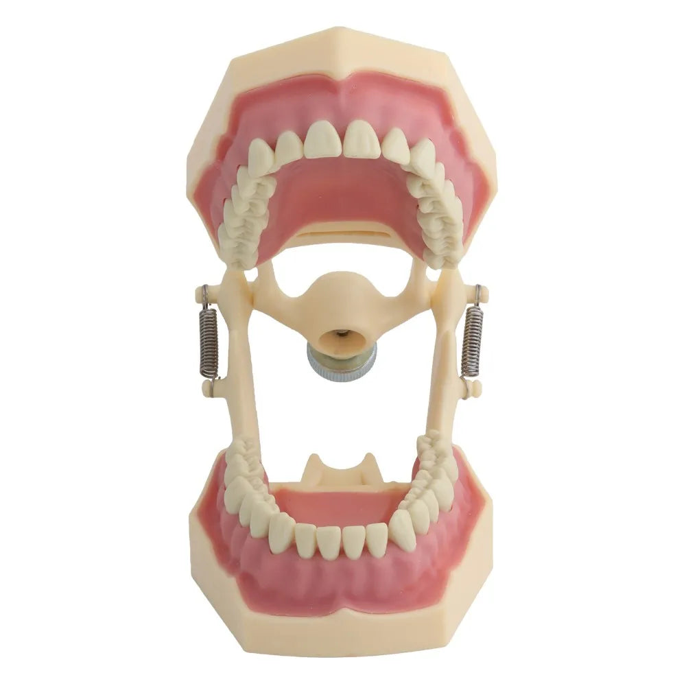 4D Human Teeth Model Dental Model Teeth Model Fit Frasaco Dental Teaching Model Standard Model with 32pcs Screw-in Teeths Demonstration