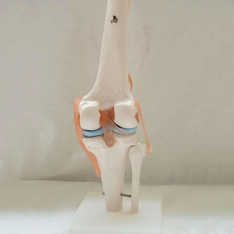 1:1 Lifesize Human Knee Joint 4D Medical instrument Human Anatomy Anatomical Model Science