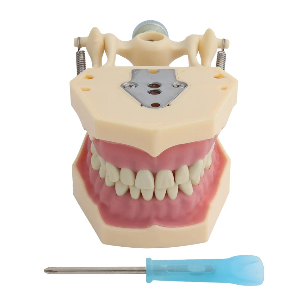 4D Human Teeth Model Dental Model Teeth Model Fit Frasaco Dental Teaching Model Standard Model with 32pcs Screw-in Teeths Demonstration