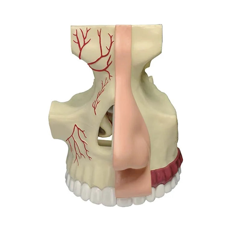 4D Human Nasal Organ Popularization Appliance Puzzle 4D Medical instrument Human Anatomy Anatomical Model Science Education