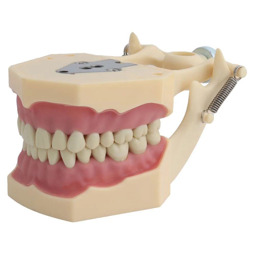 4D Human Teeth Model Dental Model Teeth Model Fit Frasaco Dental Teaching Model Standard Model with 32pcs Screw-in Teeths Demonstration