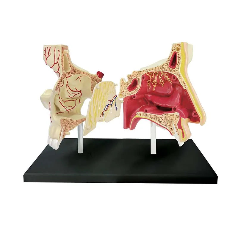 4D Human Nasal Organ Popularization Appliance Puzzle 4D Medical instrument Human Anatomy Anatomical Model Science Education