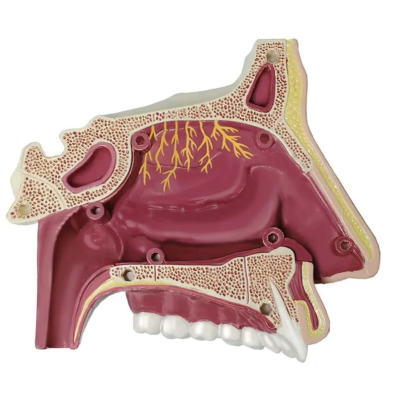 4D Human Nasal Organ Popularization Appliance Puzzle 4D Medical instrument Human Anatomy Anatomical Model Science Education