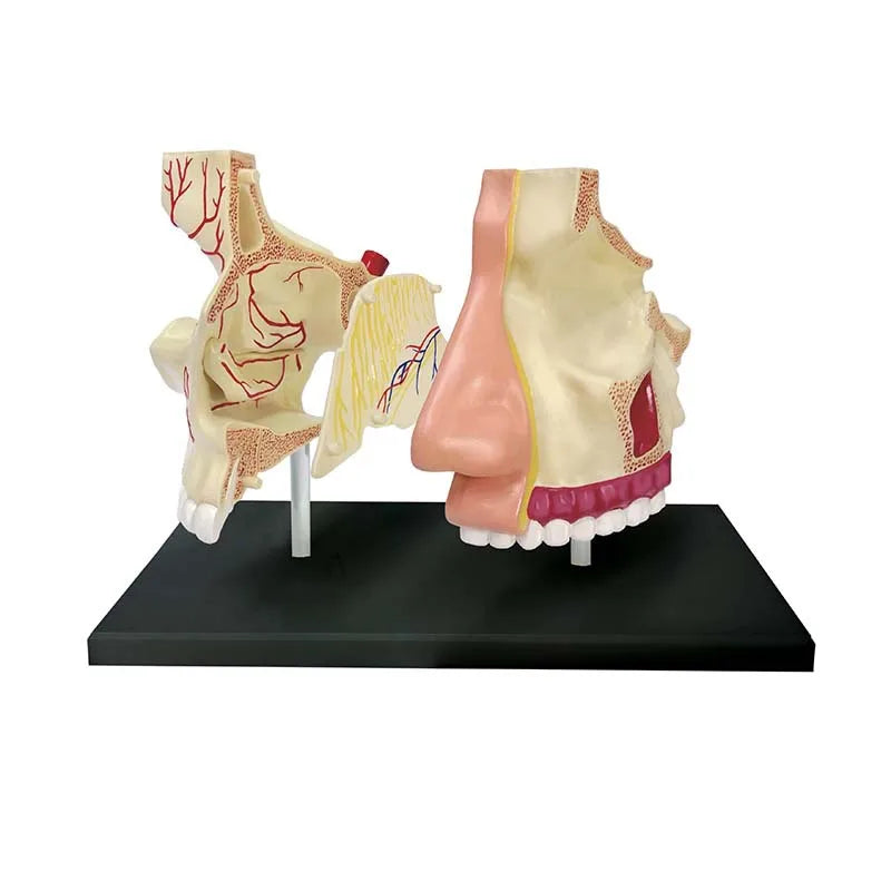 4D Human Nasal Organ Popularization Appliance Puzzle 4D Medical instrument Human Anatomy Anatomical Model Science Education