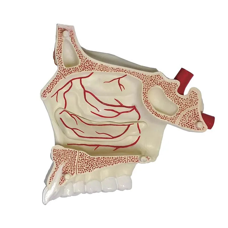 4D Human Nasal Organ Popularization Appliance Puzzle 4D Medical instrument Human Anatomy Anatomical Model Science Education