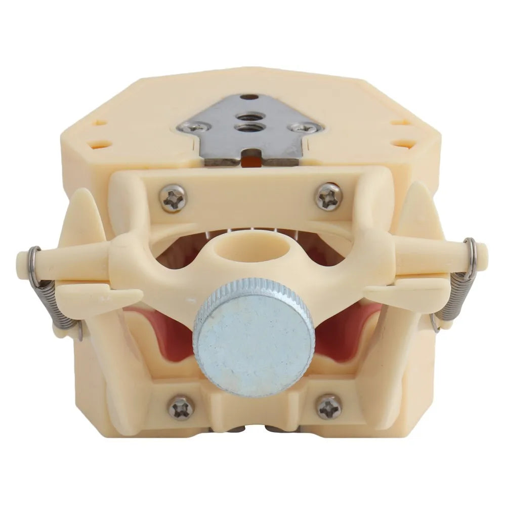 4D Human Teeth Model Dental Model Teeth Model Fit Frasaco Dental Teaching Model Standard Model with 32pcs Screw-in Teeths Demonstration