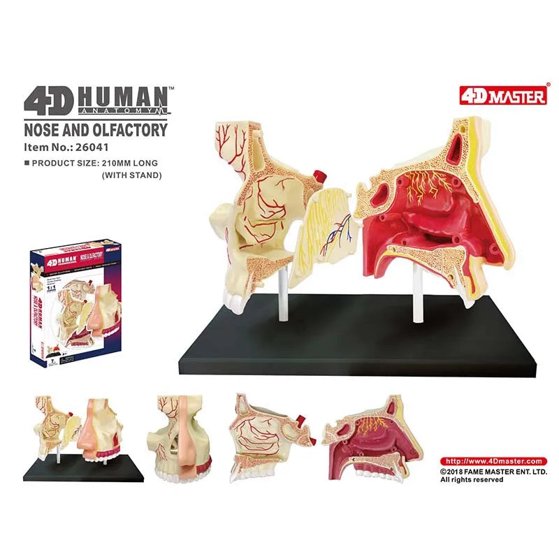 4D Human Nasal Organ Popularization Appliance Puzzle 4D Medical instrument Human Anatomy Anatomical Model Science Education