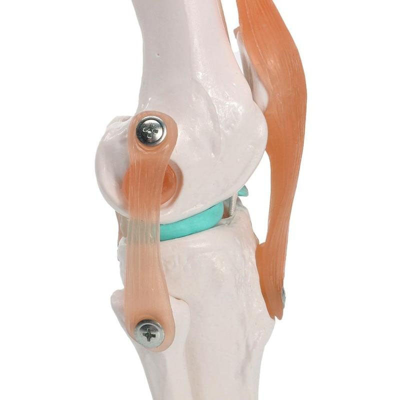 1:1 Lifesize Human Knee Joint 4D Medical instrument Human Anatomy Anatomical Model Science