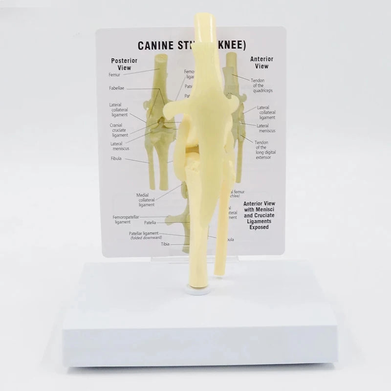 Life Size Canine Knee Model Joint With Key Card Manual Animal Skeleton 4D Medical instrument Human Anatomy Anatomical Model Science