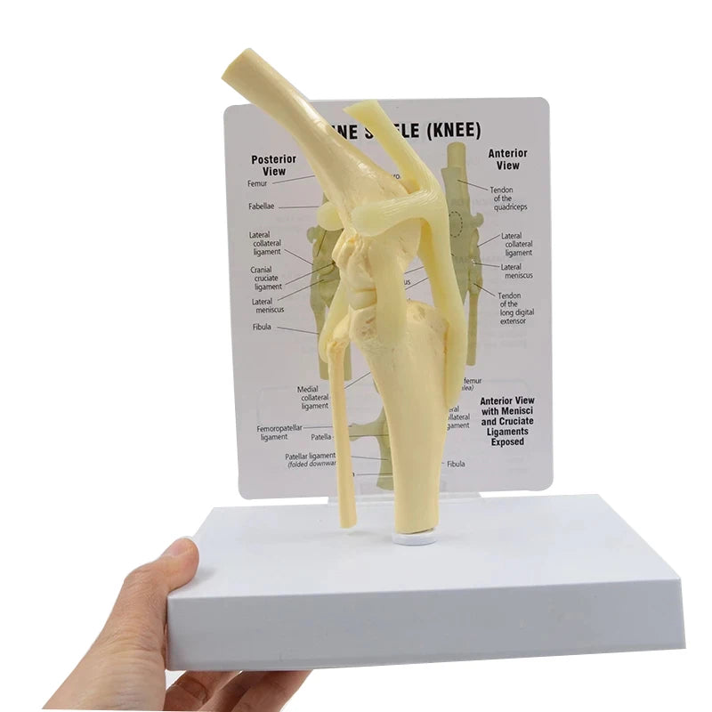 Life Size Canine Knee Model Joint With Key Card Manual Animal Skeleton 4D Medical instrument Human Anatomy Anatomical Model Science