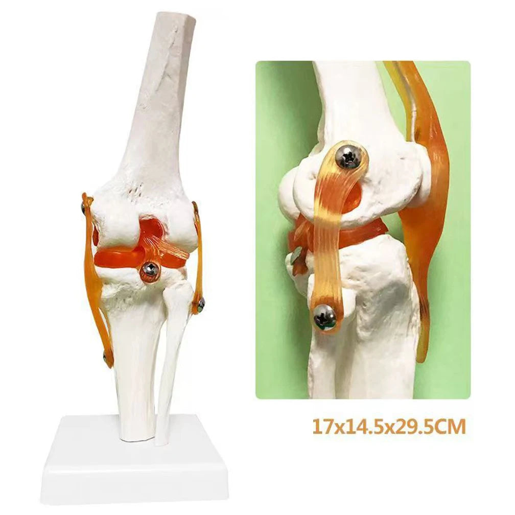 1:1 Lifesize Adult Human Knee Joint 4D Medical instrument Human Anatomy Anatomical Model Science