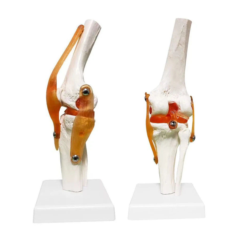1:1 Lifesize Adult Human Knee Joint 4D Medical instrument Human Anatomy Anatomical Model Science