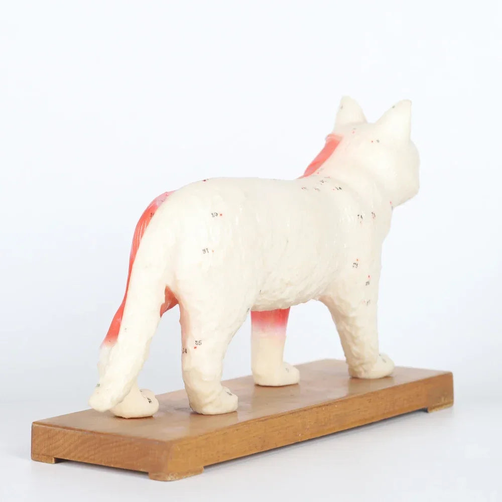 Acupuncture Cat 4D Medical instrument Human Anatomy Anatomical Model Science