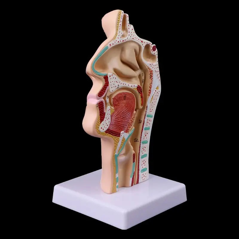 Ear Brain Anatomical Model Accurate Human Nasal Cavity Throat 4D Medical instrument Human Anatomy Anatomical Model Science Education