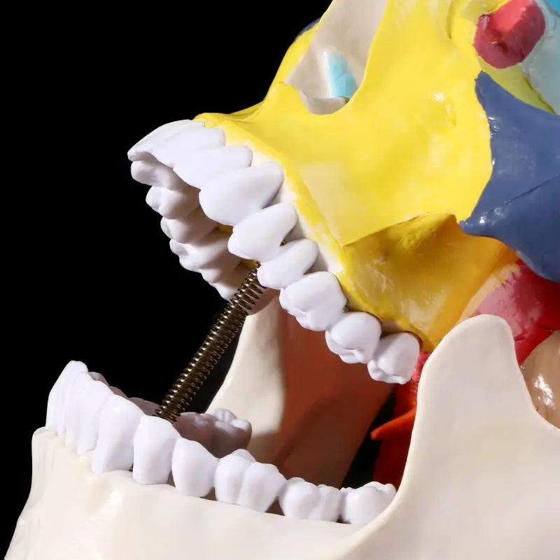 Life Size Colorful Human Skull Skeleton 4D Medical instrument Human Anatomy Anatomical Model Science