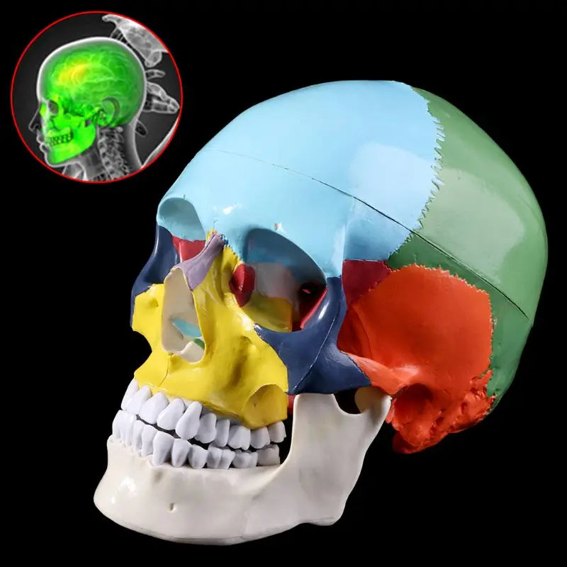 Life Size Colorful Human Skull Skeleton 4D Medical instrument Human Anatomy Anatomical Model Science