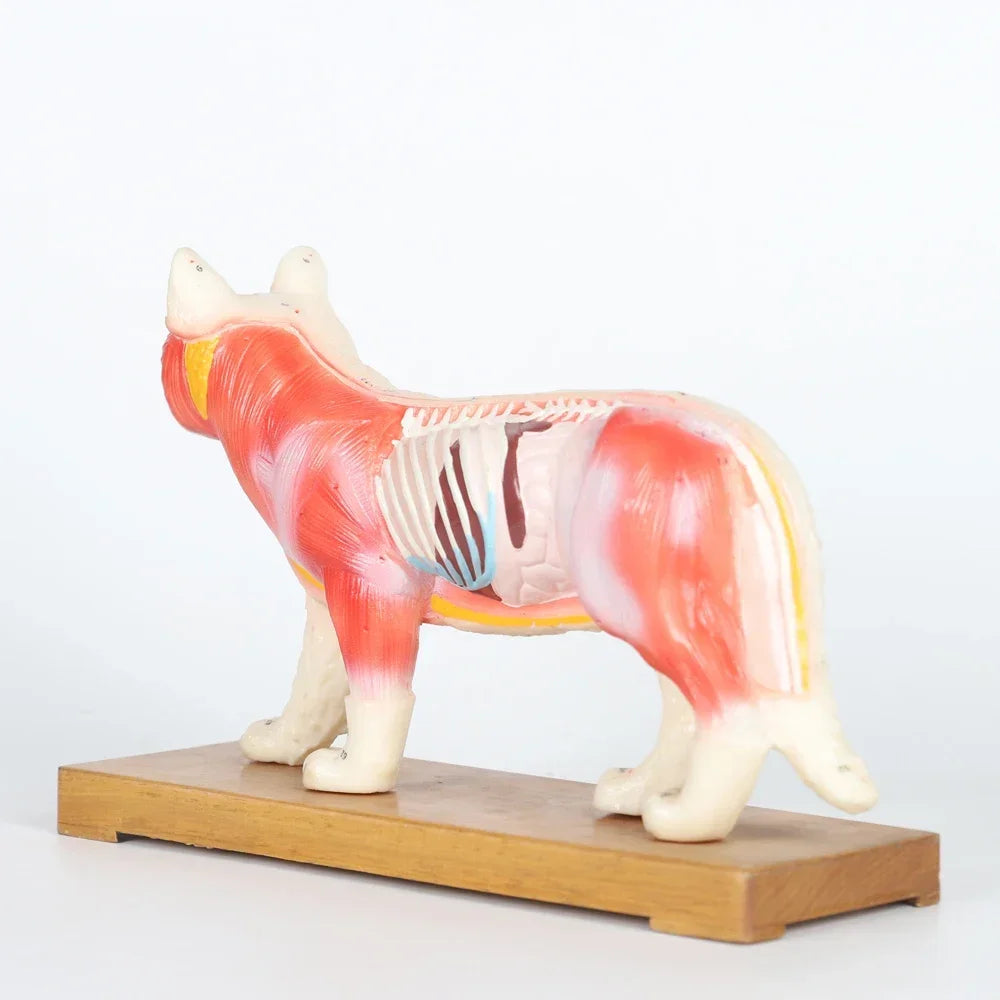 Acupuncture Cat 4D Medical instrument Human Anatomy Anatomical Model Science