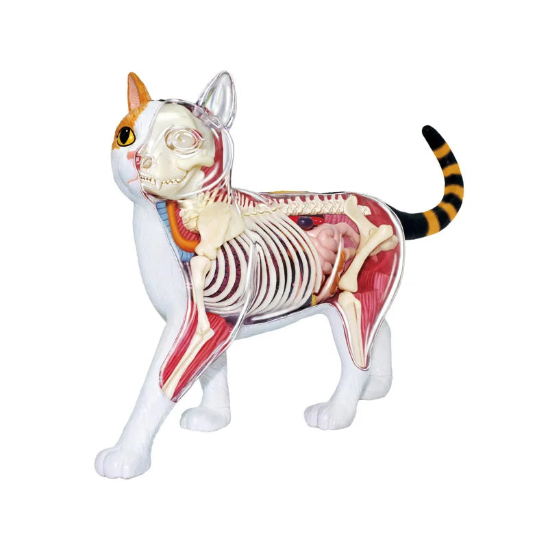 Calico Cat 28 Parts Medical instrument Animal Anatomy Anatomical Model Science Education Vet 3D 4D