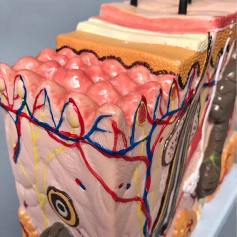 35X 50X Human Skin Anatomy Layers of Hair Tissue Internal Structure 4D Medical instrument Human Anatomy Anatomical Model Science Education