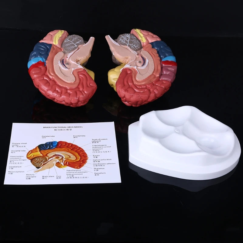 Ear Brain Anatomical Model Accurate Human Nasal Cavity Throat 4D Medical instrument Human Anatomy Anatomical Model Science Education