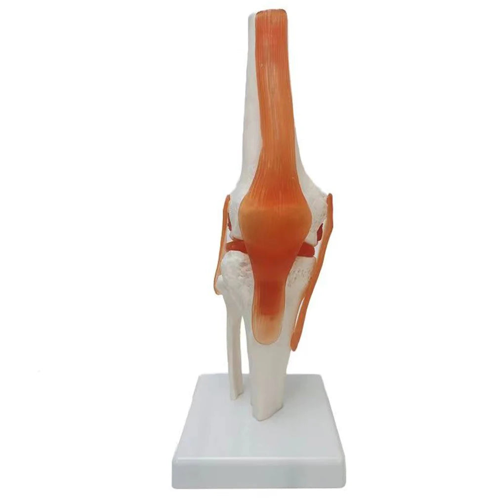 1:1 Lifesize Adult Human Knee Joint 4D Medical instrument Human Anatomy Anatomical Model Science