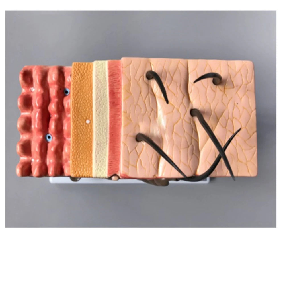 35X 50X Human Skin Anatomy Layers of Hair Tissue Internal Structure 4D Medical instrument Human Anatomy Anatomical Model Science Education