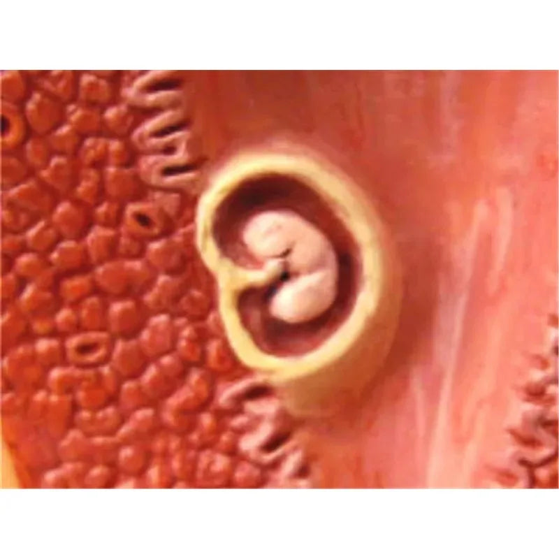 4d Master Human Female Reproductive System Uterus ovaries Anatomical Medical Model Gynaecology Puzzle Assembling Toy 4D Medical instrument Human Anatomy Anatomical Model Science Education