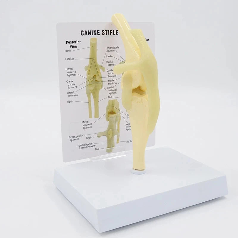 Life Size Canine Knee Model Joint With Key Card Manual Animal Skeleton 4D Medical instrument Human Anatomy Anatomical Model Science