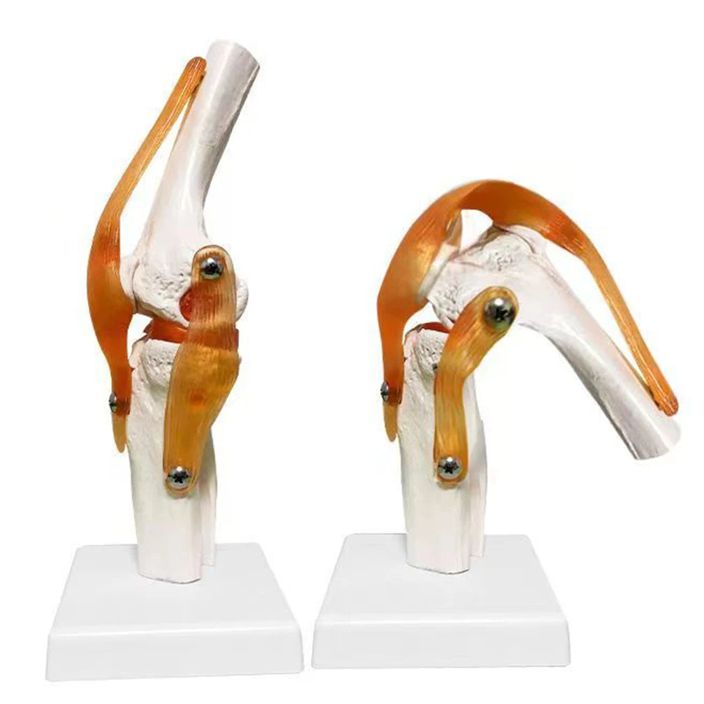 1:1 Lifesize Adult Human Knee Joint 4D Medical instrument Human Anatomy Anatomical Model Science