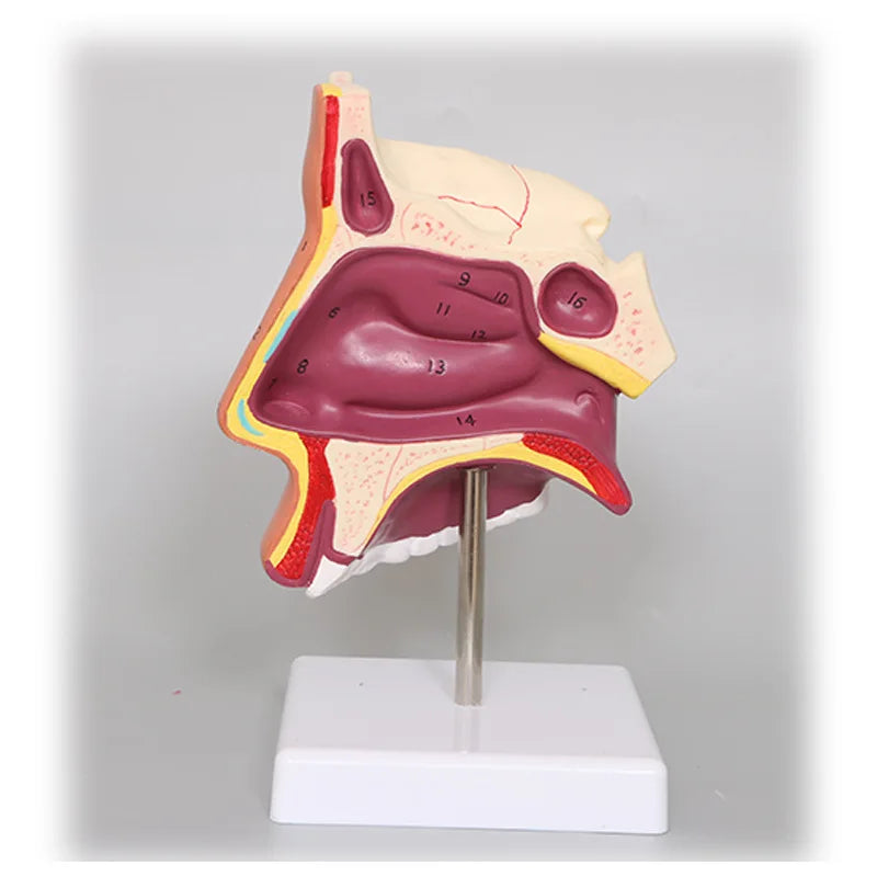 Otolaryngology medical teaching model - Human nasal cavity 4D Medical instrument Human Anatomy Anatomical Model Science