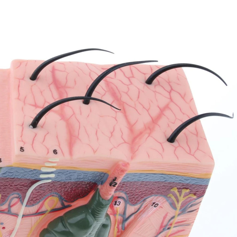 35X 50X Human Skin Anatomy Layers of Hair Tissue Internal Structure 4D Medical instrument Human Anatomy Anatomical Model Science Education