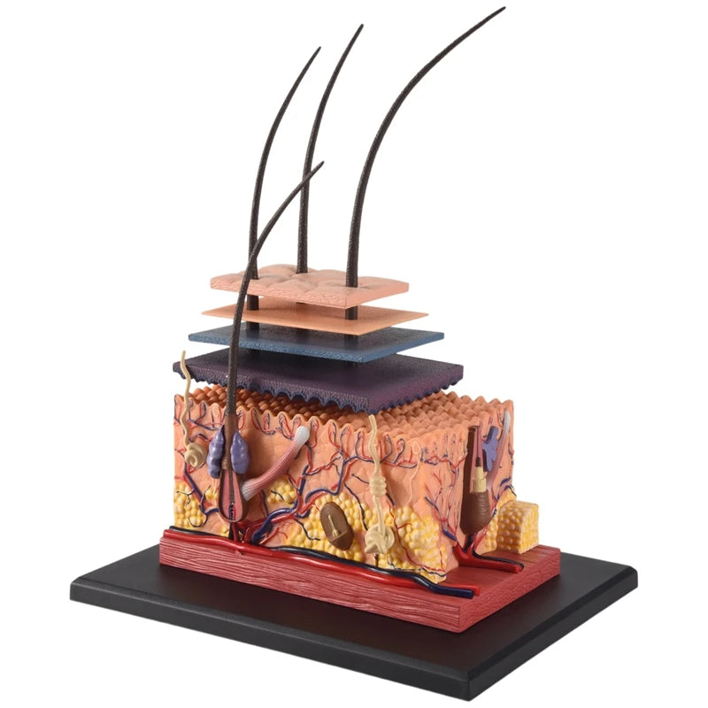 Human Skin Model Hair Organs 4D Medical instrument Human Anatomy Anatomical Model Science