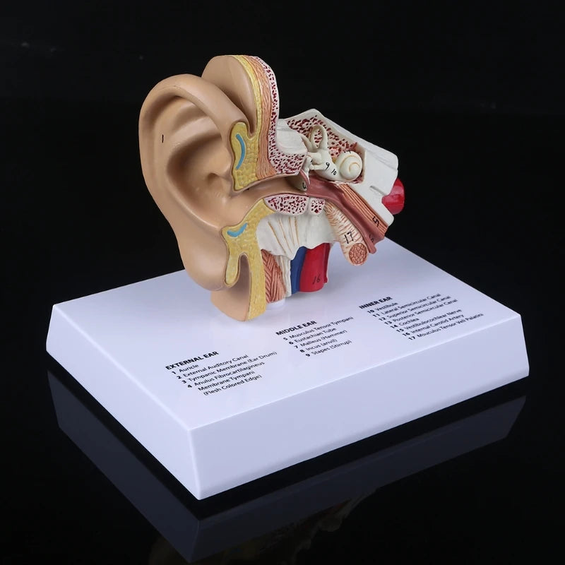 Ear Brain Anatomical Model Accurate Human Nasal Cavity Throat 4D Medical instrument Human Anatomy Anatomical Model Science Education