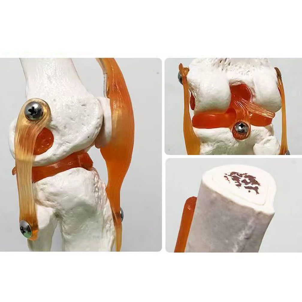 1:1 Lifesize Adult Human Knee Joint 4D Medical instrument Human Anatomy Anatomical Model Science
