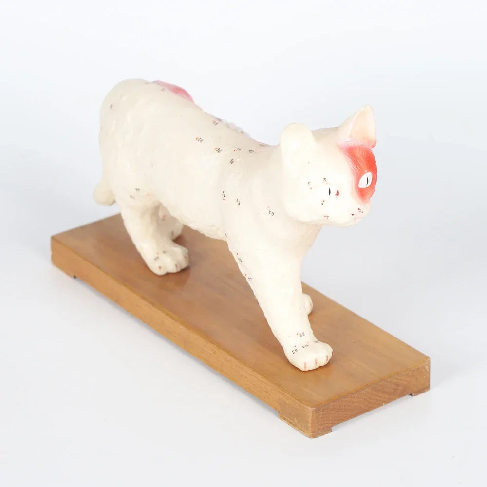 Acupuncture Cat 4D Medical instrument Human Anatomy Anatomical Model Science