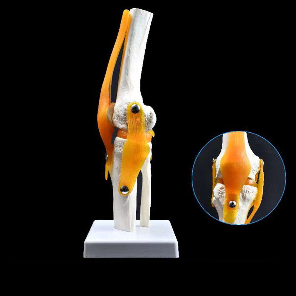 1:1 Lifesize Adult Human Knee Joint 4D Medical instrument Human Anatomy Anatomical Model Science
