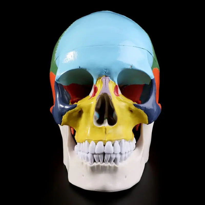 Life Size Colorful Human Skull Skeleton 4D Medical instrument Human Anatomy Anatomical Model Science