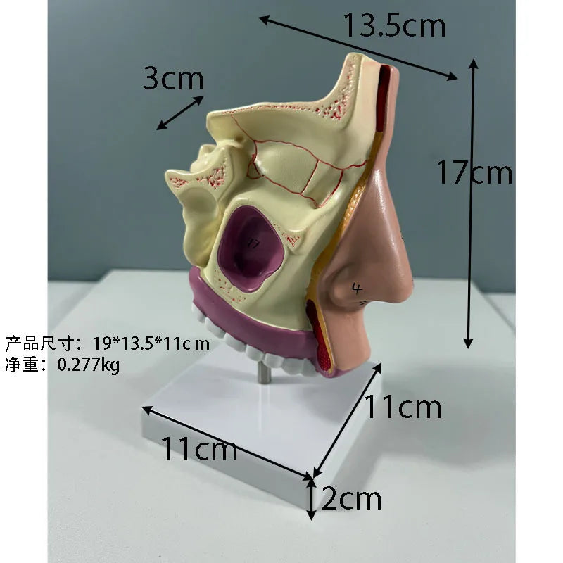 Otolaryngology medical teaching model - Human nasal cavity 4D Medical instrument Human Anatomy Anatomical Model Science