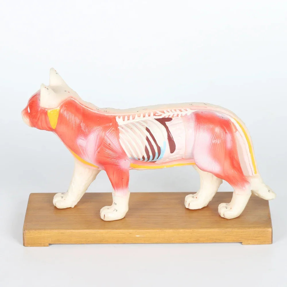 Acupuncture Cat 4D Medical instrument Human Anatomy Anatomical Model Science