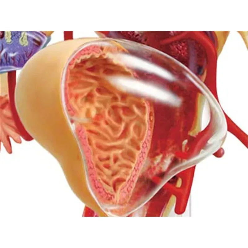 4d Master Human Female Reproductive System Uterus ovaries Anatomical Medical Model Gynaecology Puzzle Assembling Toy 4D Medical instrument Human Anatomy Anatomical Model Science Education