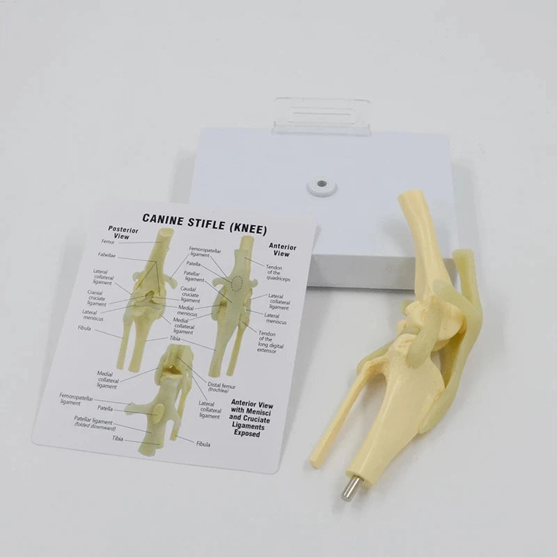 Life Size Canine Knee Model Joint With Key Card Manual Animal Skeleton 4D Medical instrument Human Anatomy Anatomical Model Science