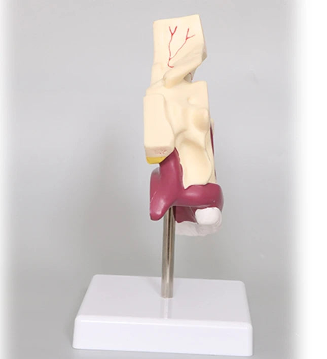 Otolaryngology medical teaching model - Human nasal cavity 4D Medical instrument Human Anatomy Anatomical Model Science