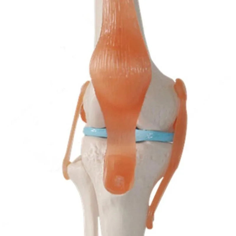 1:1 Lifesize Human Knee Joint 4D Medical instrument Human Anatomy Anatomical Model Science