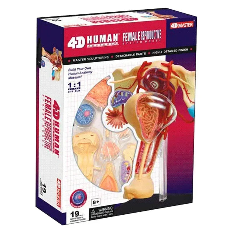 4d Master Human Female Reproductive System Uterus ovaries Anatomical Medical Model Gynaecology Puzzle Assembling Toy 4D Medical instrument Human Anatomy Anatomical Model Science Education