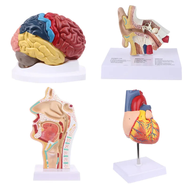 Ear Brain Anatomical Model Accurate Human Nasal Cavity Throat 4D Medical instrument Human Anatomy Anatomical Model Science Education