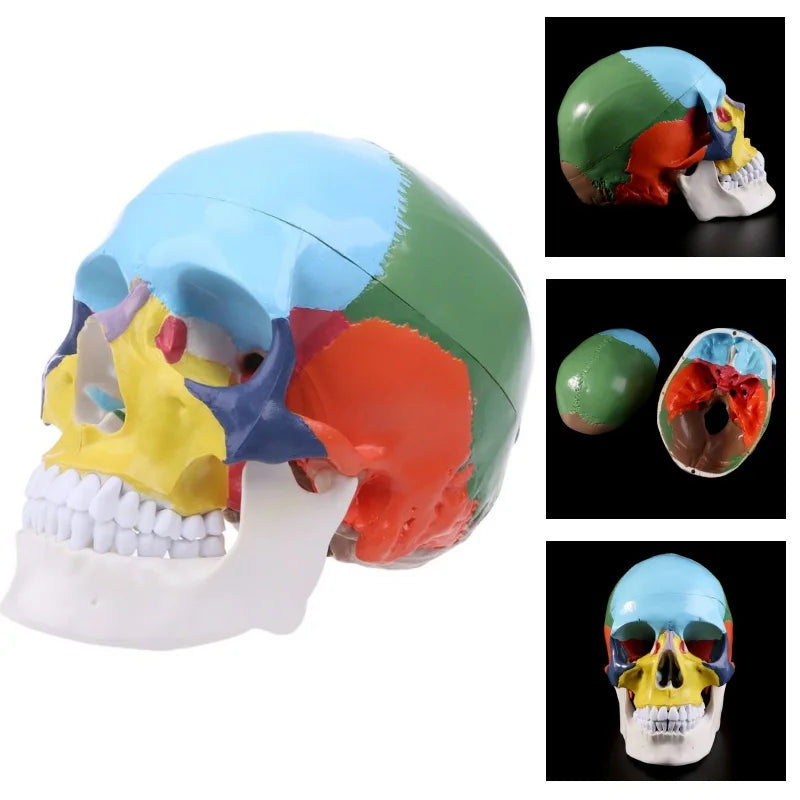 Life Size Colorful Human Skull Skeleton 4D Medical instrument Human Anatomy Anatomical Model Science